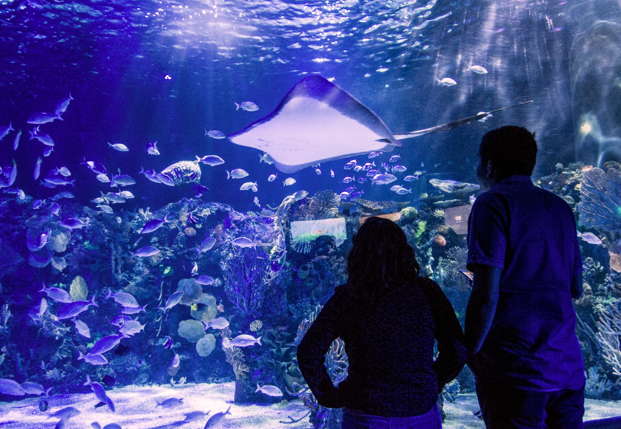 Visitantes frente al gran tanque del Acuario Inbursa